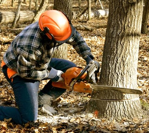 Tree Removal in West Nottingham, NH